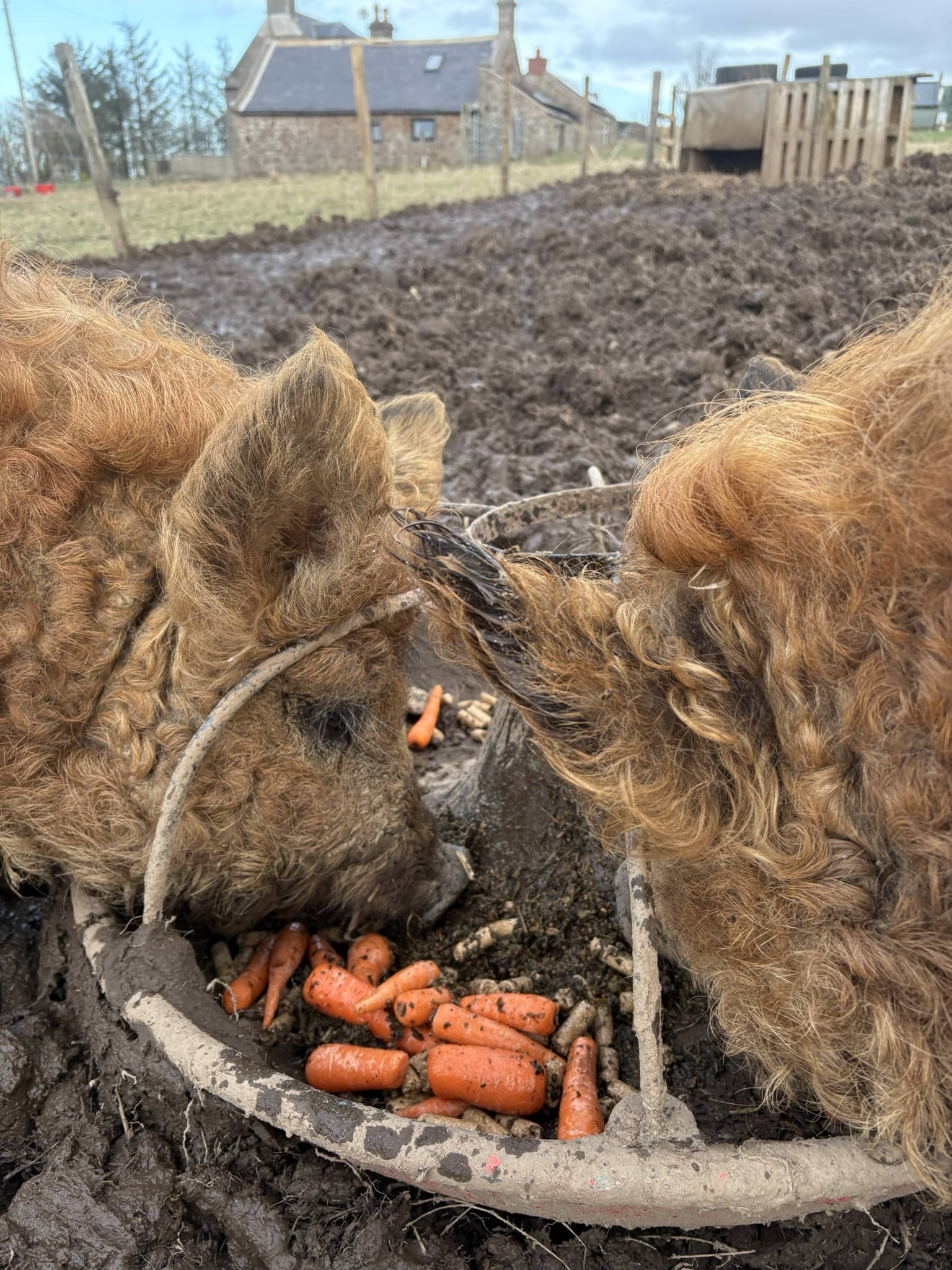 pigs