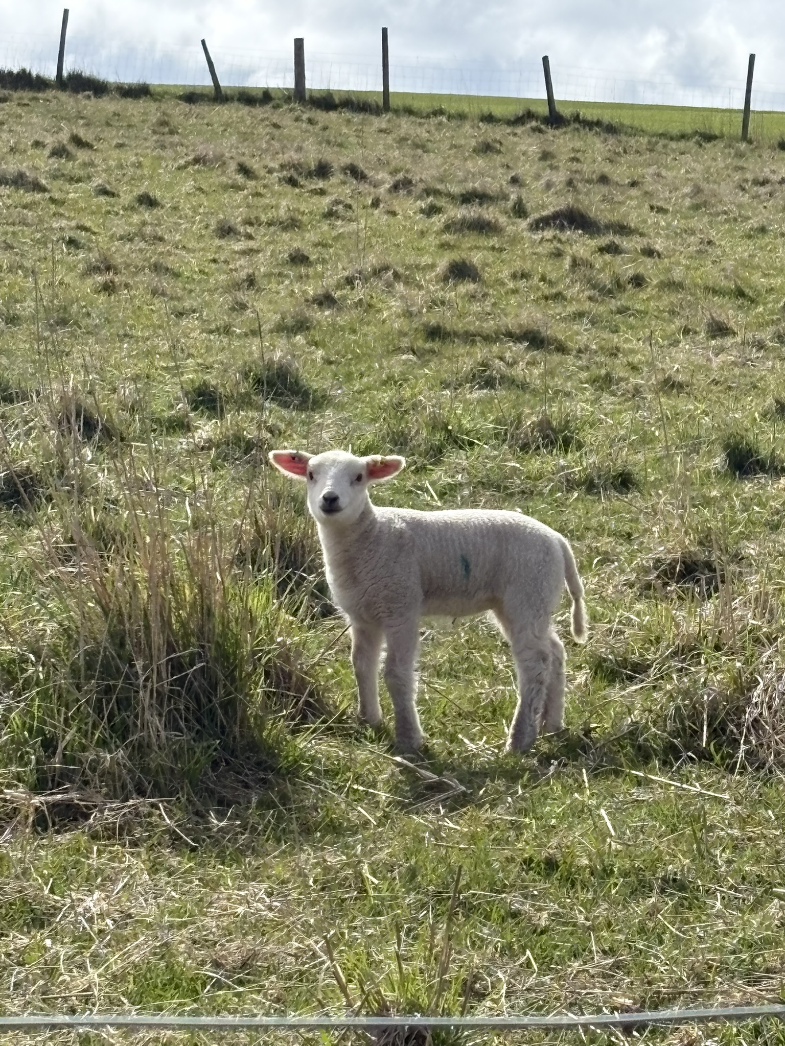 new lamb