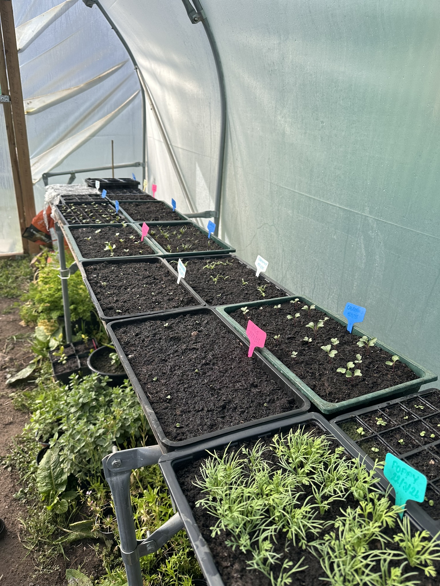 seed trays