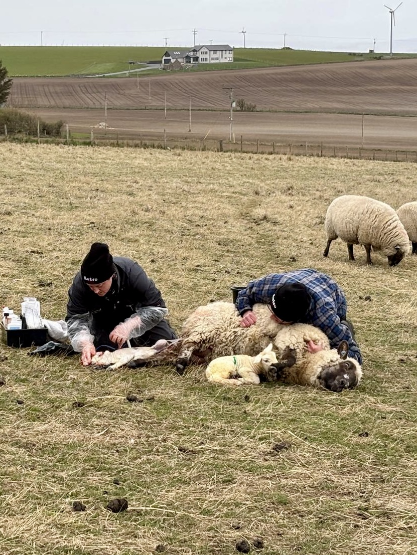 lamb delivery