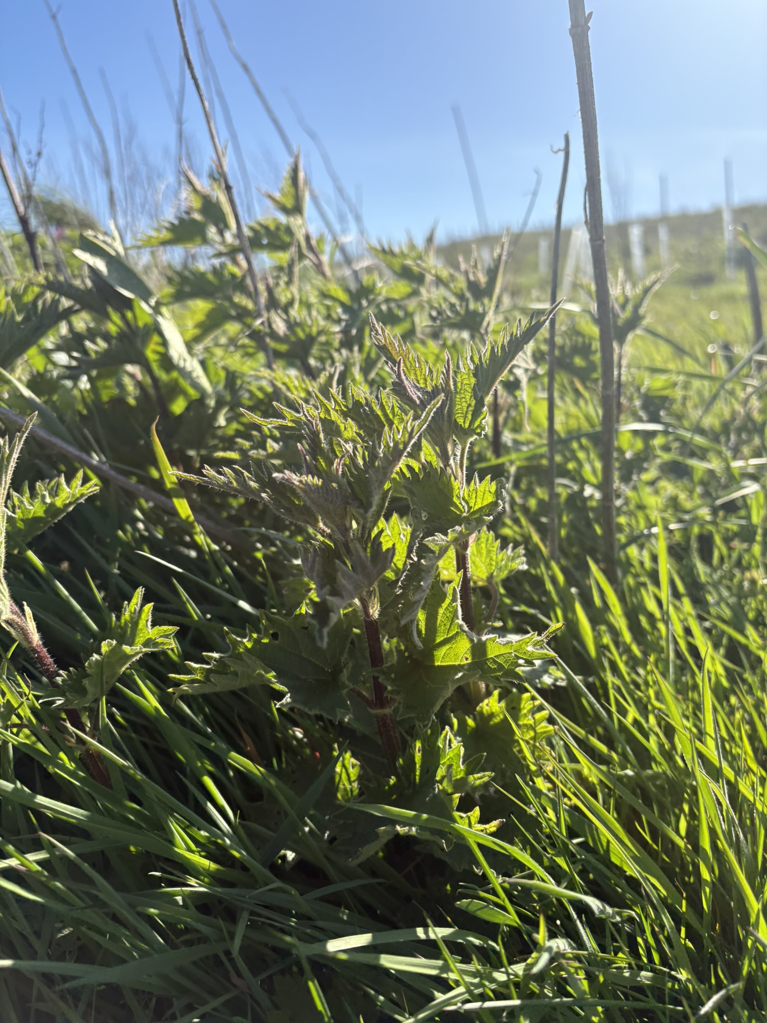 wild nettles